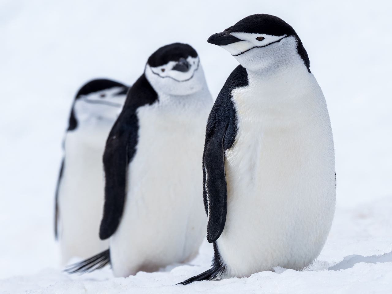 Antarctica - 3 Chinstrap Penguins in a Row.jpeg