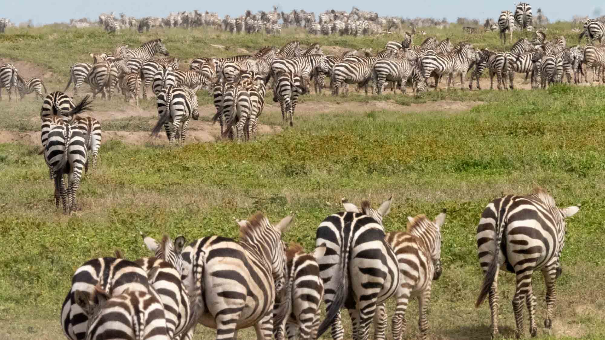 Safari Web Shots-3.jpg