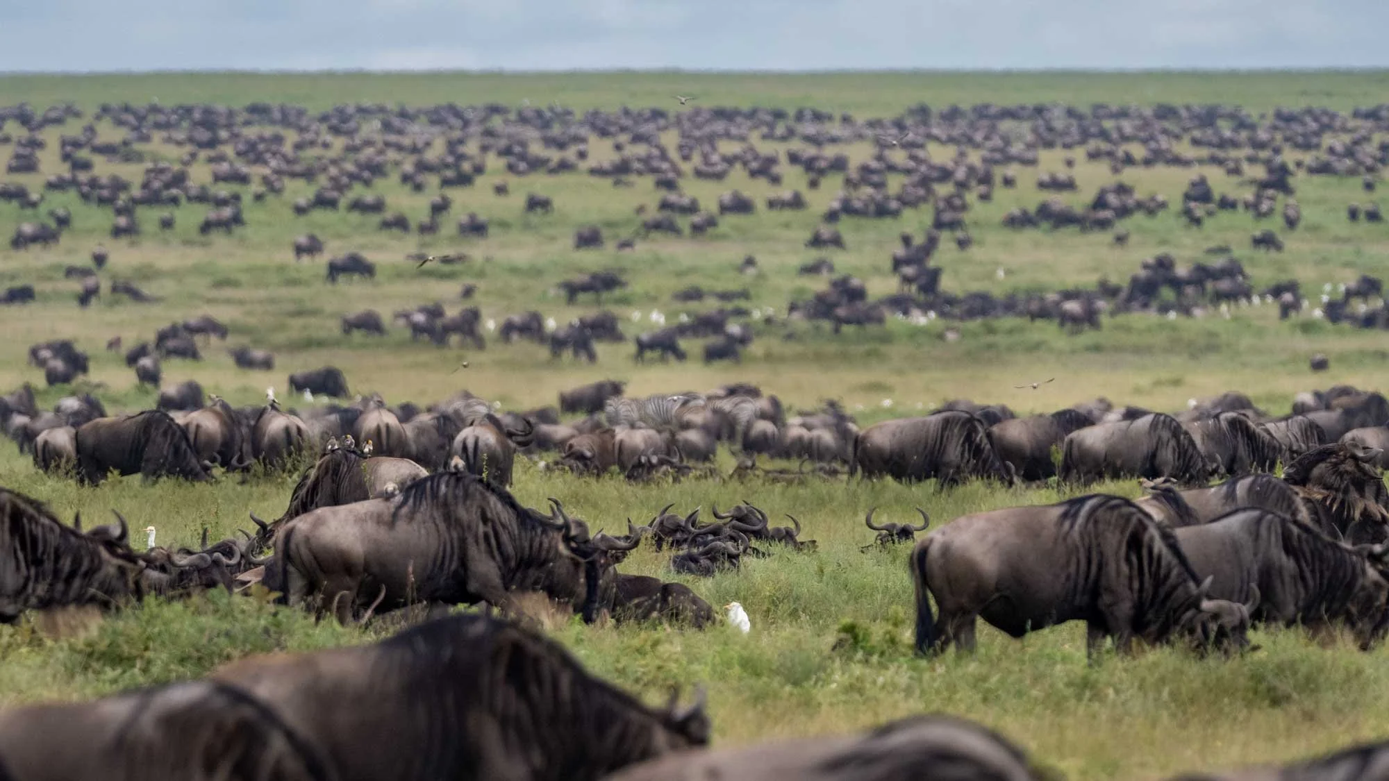 Safari Web Shots-2.jpg