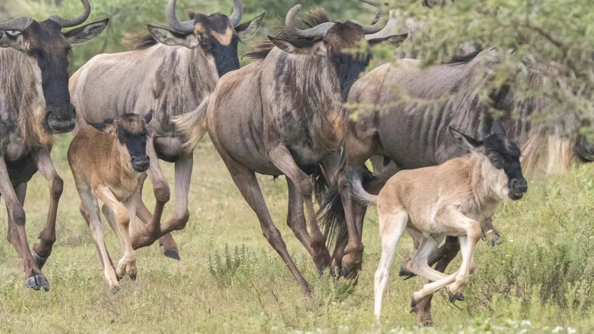 Safari Web Shots-4.jpg