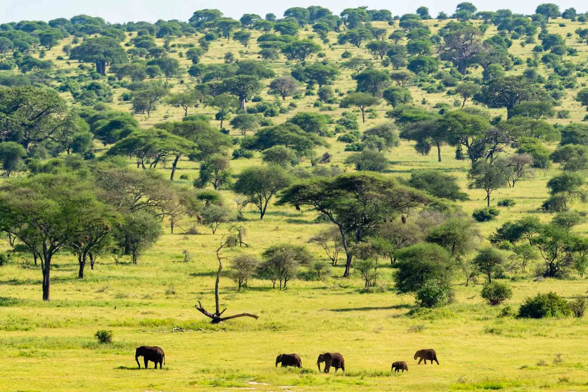 Safari Web Shots-5.jpg