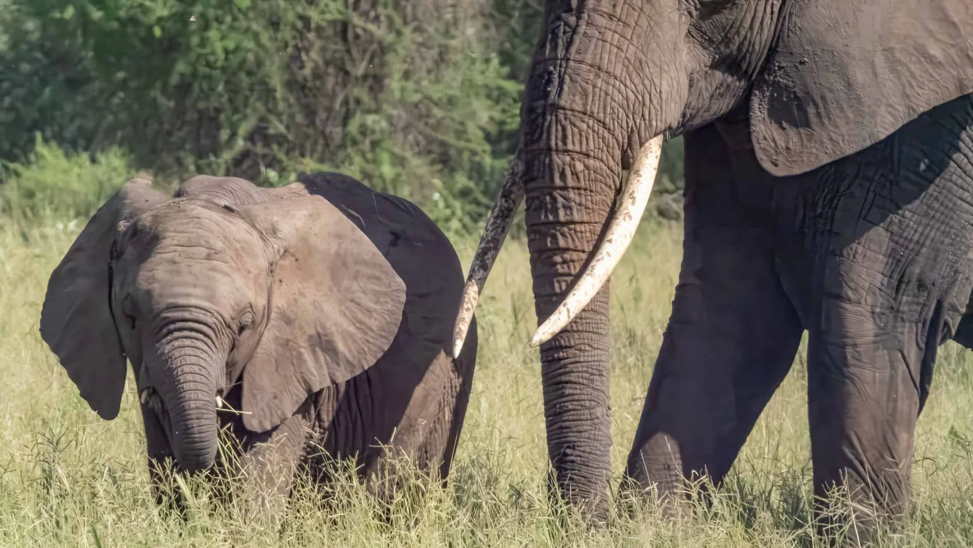 Safari Web Shots-6.jpg