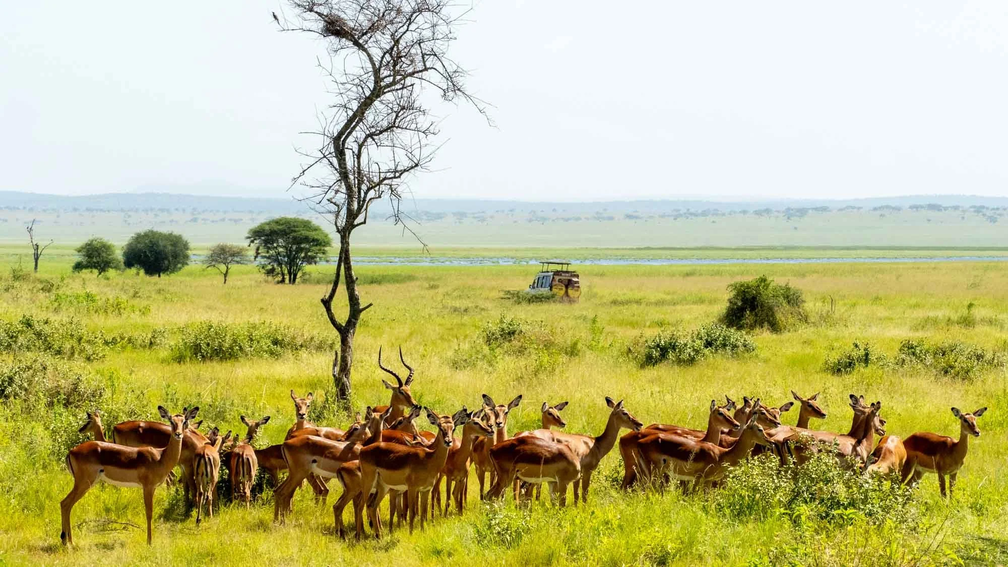 Safari Web Shots-8.jpg