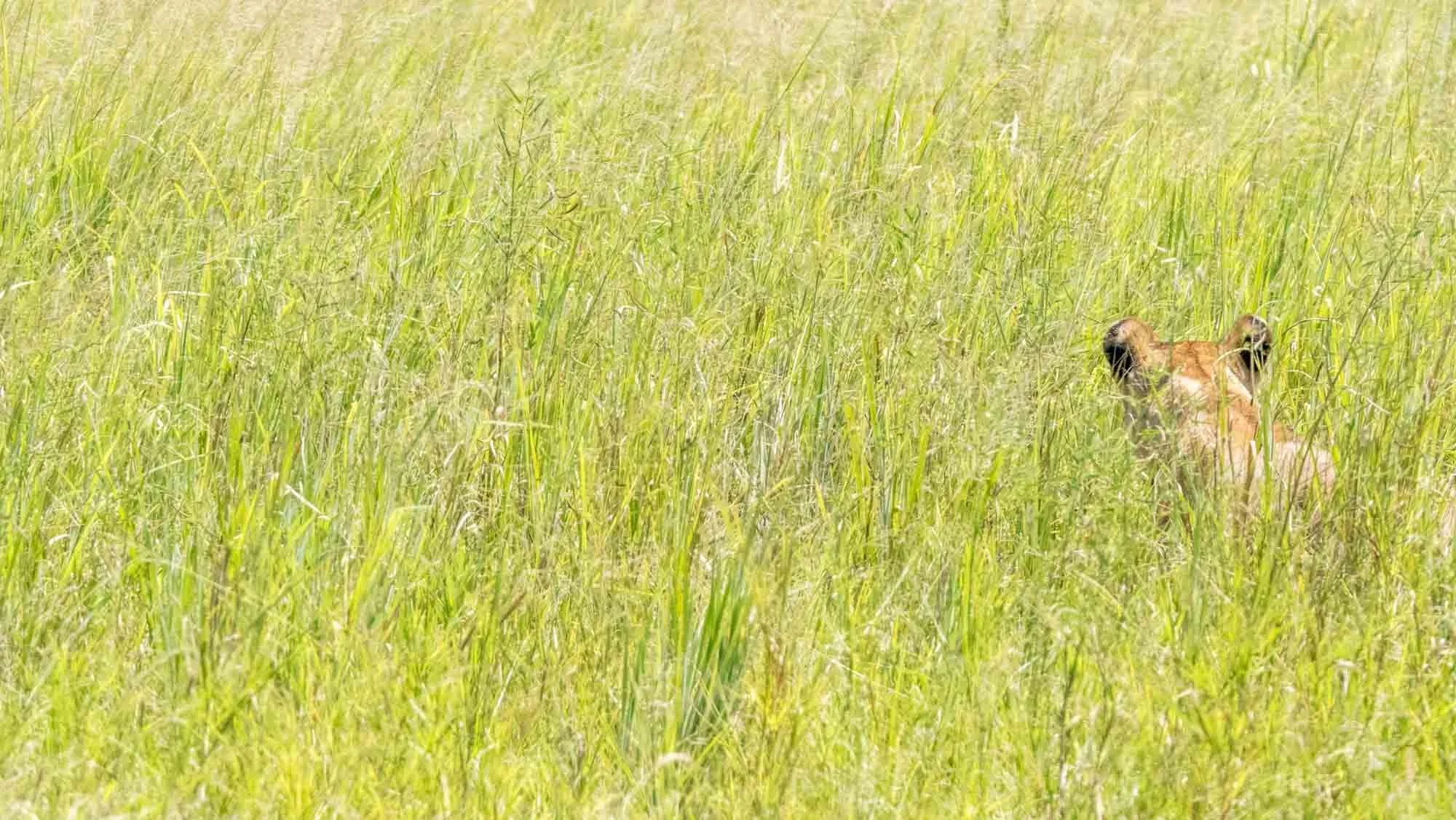 Safari Web Shots-9.jpg