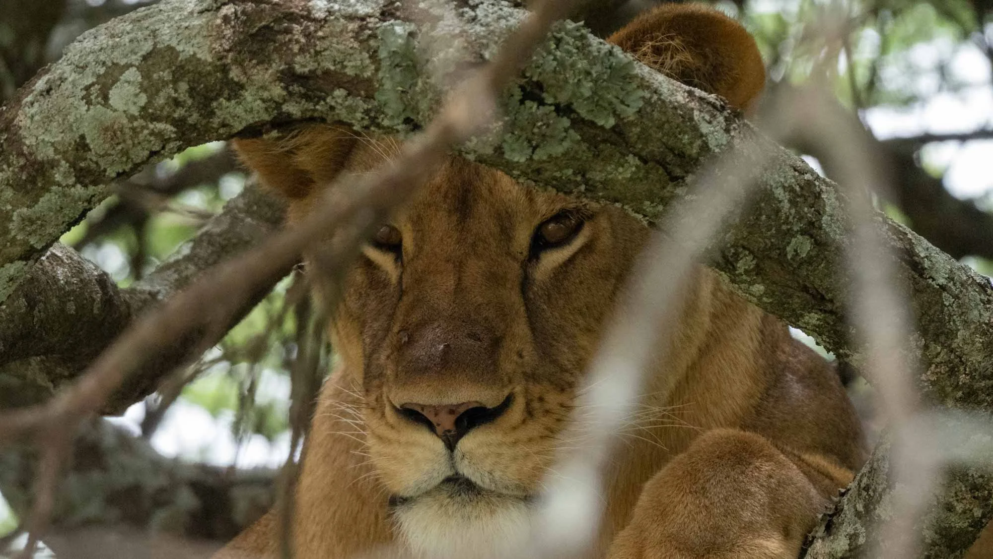 Safari Web Shots-10.jpg