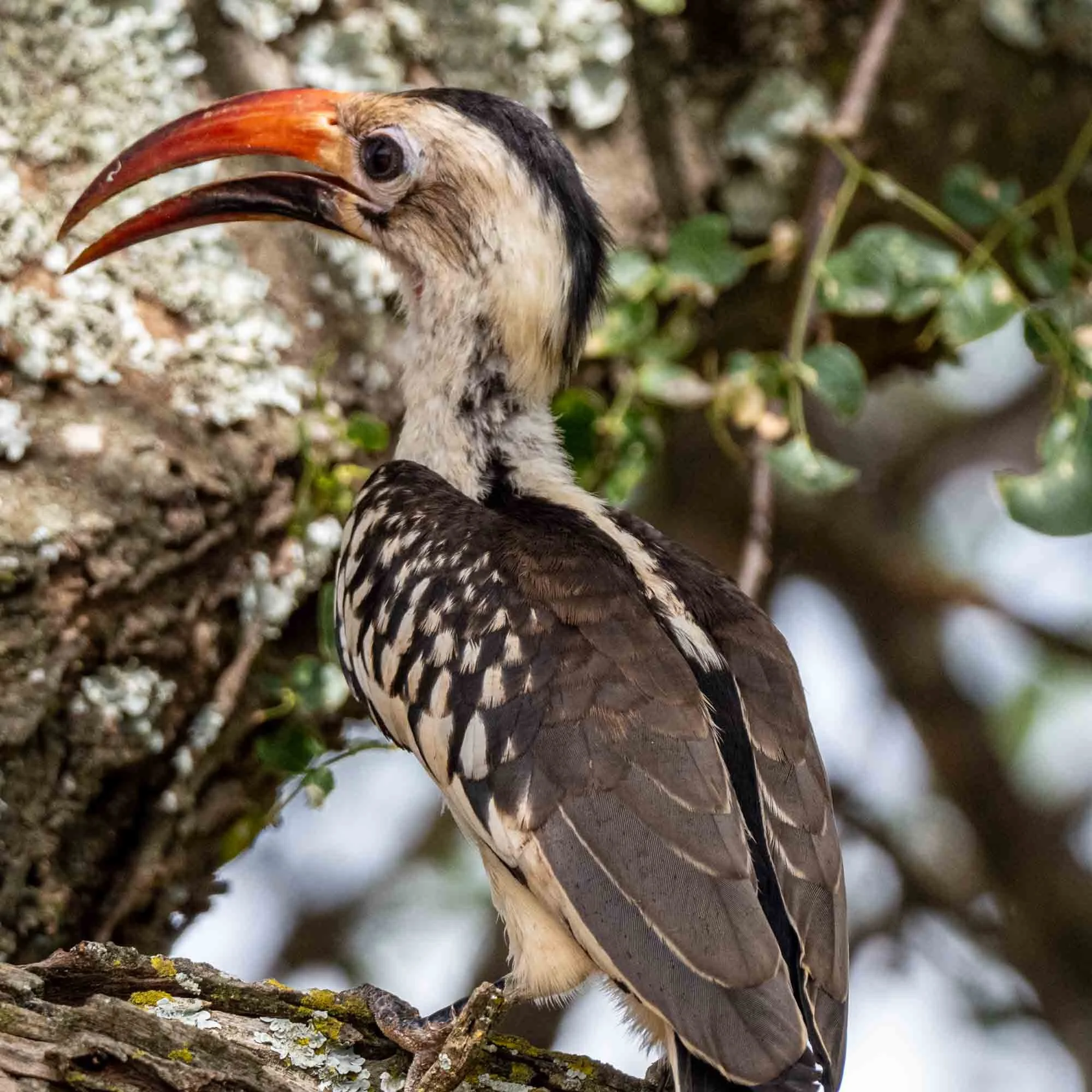 Safari Web Shots-11.jpg