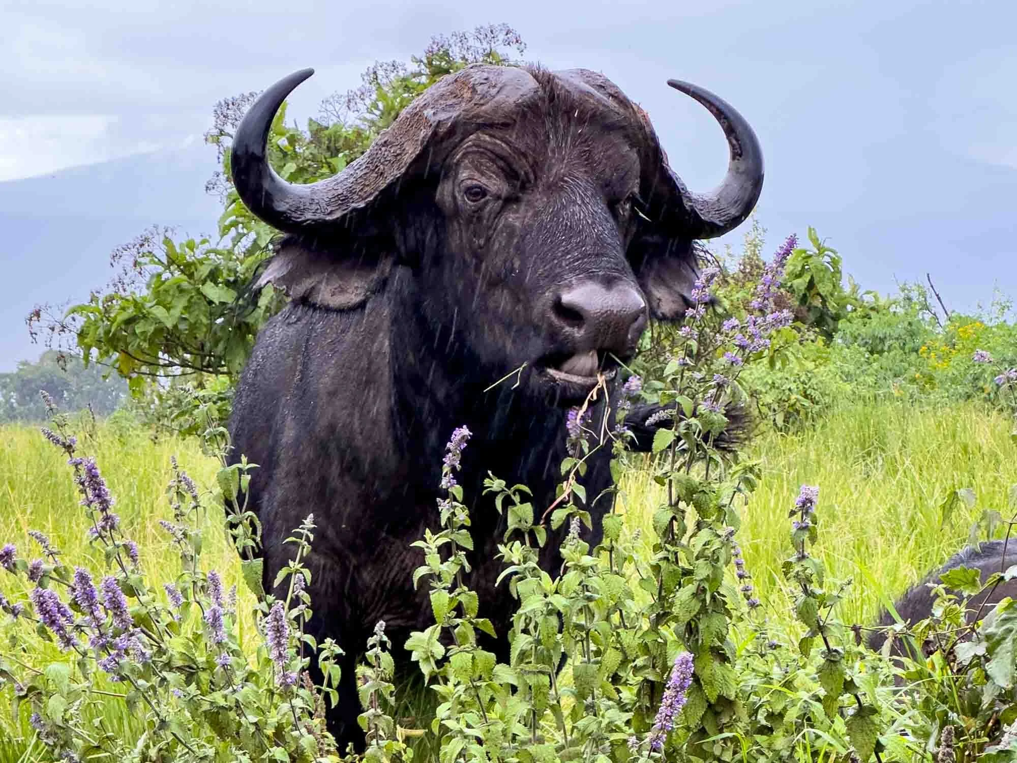 Safari Web Shots-14.jpg