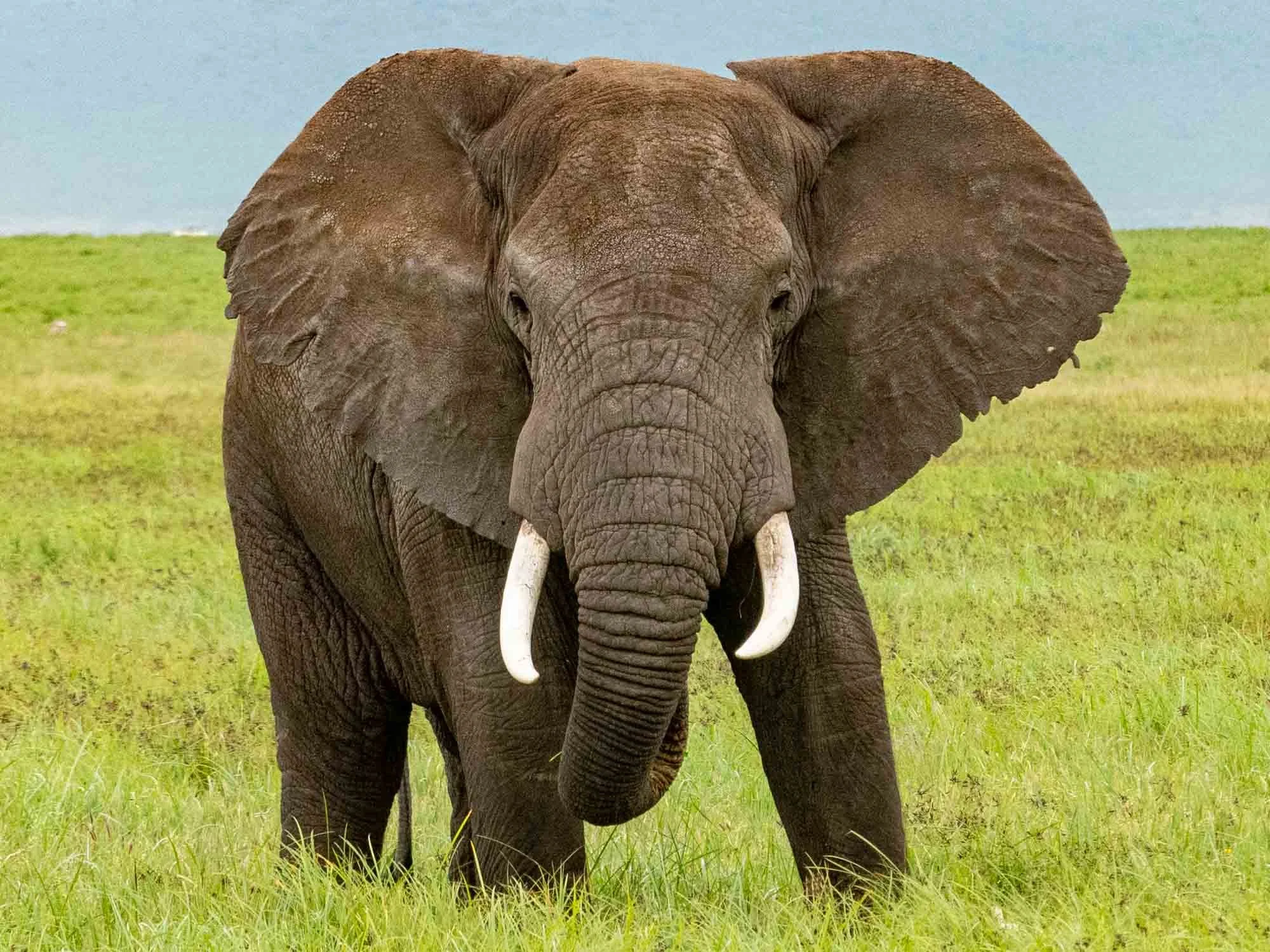 Safari Web Shots-16.jpg