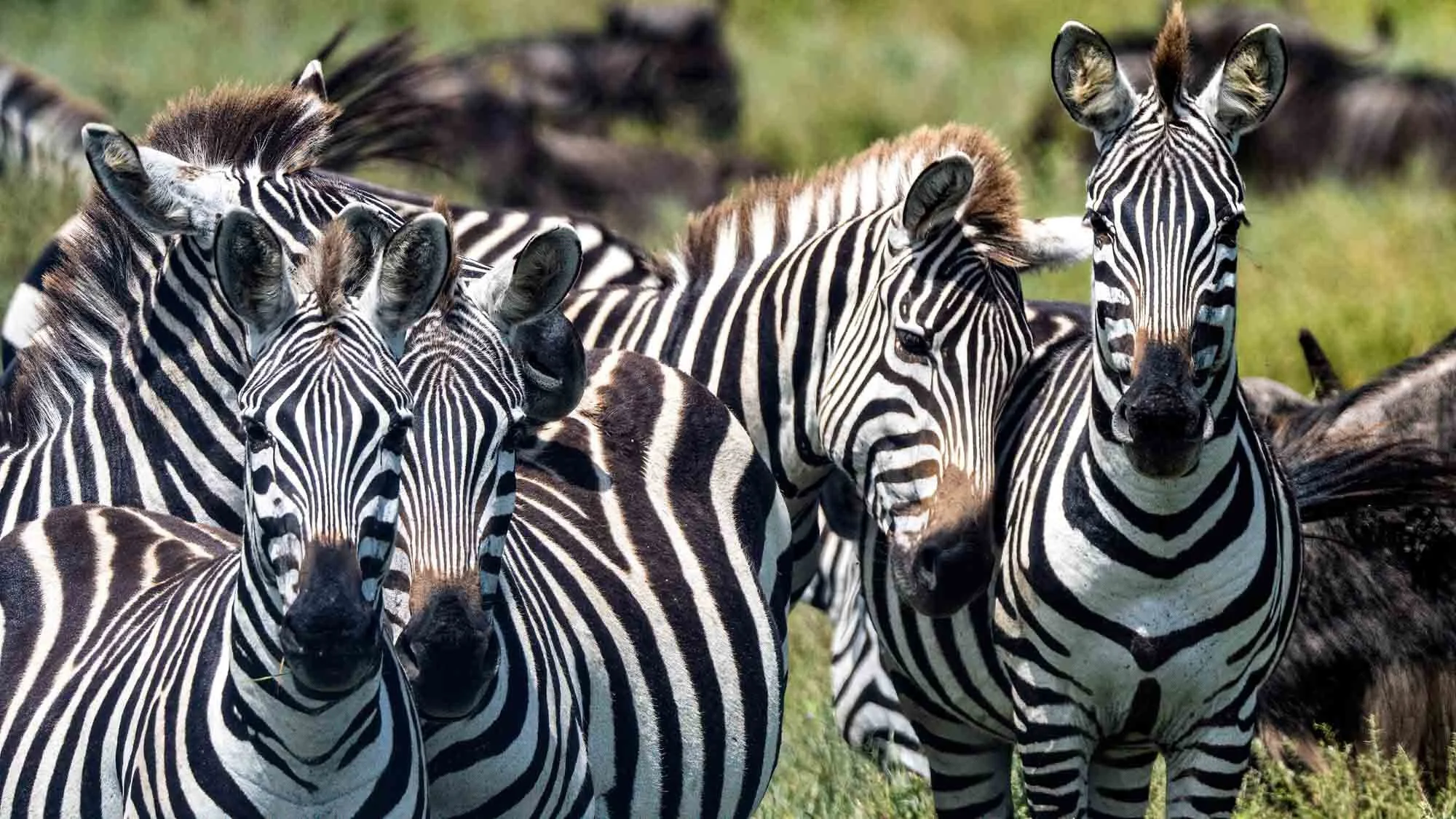 Safari Web Shots-17.jpg