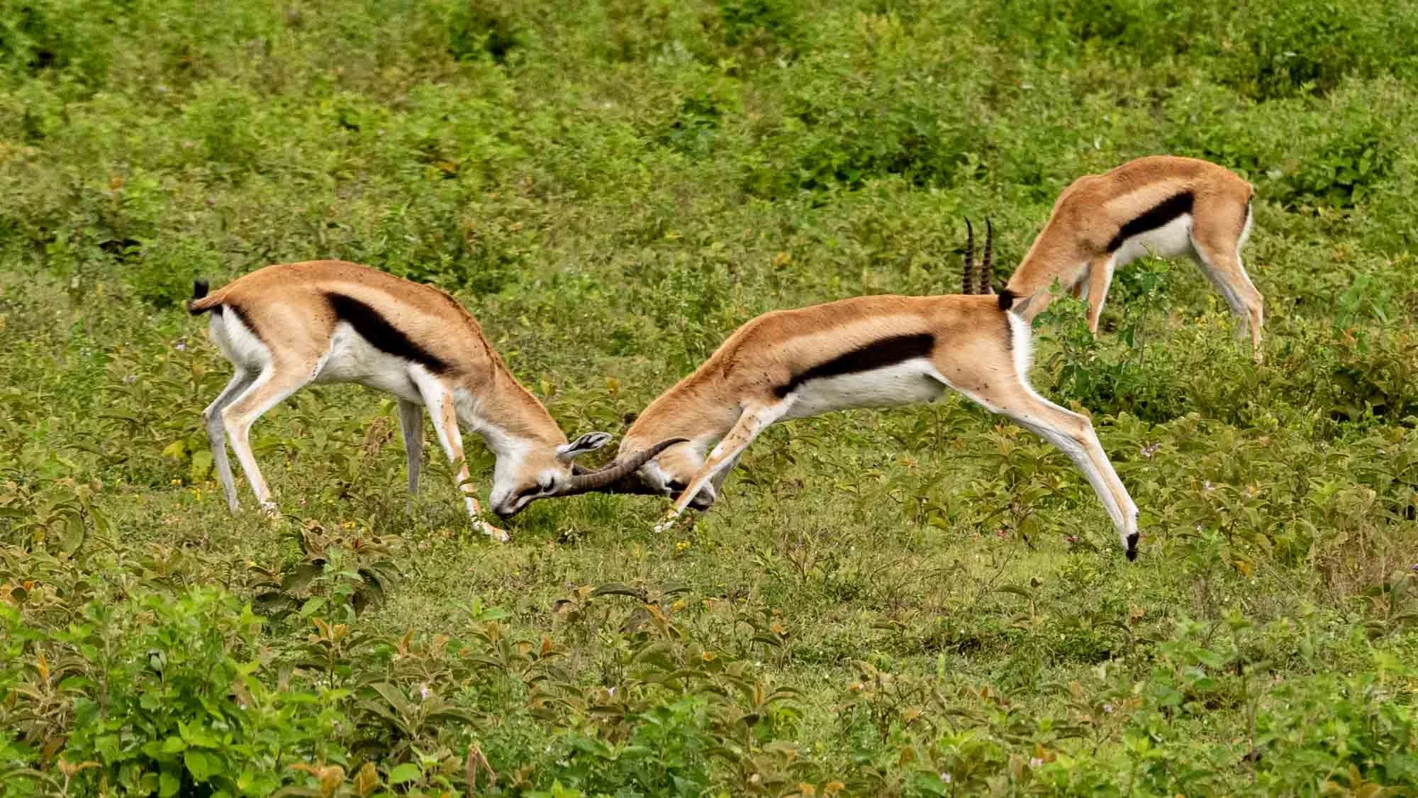Safari Web Shots-18.jpg