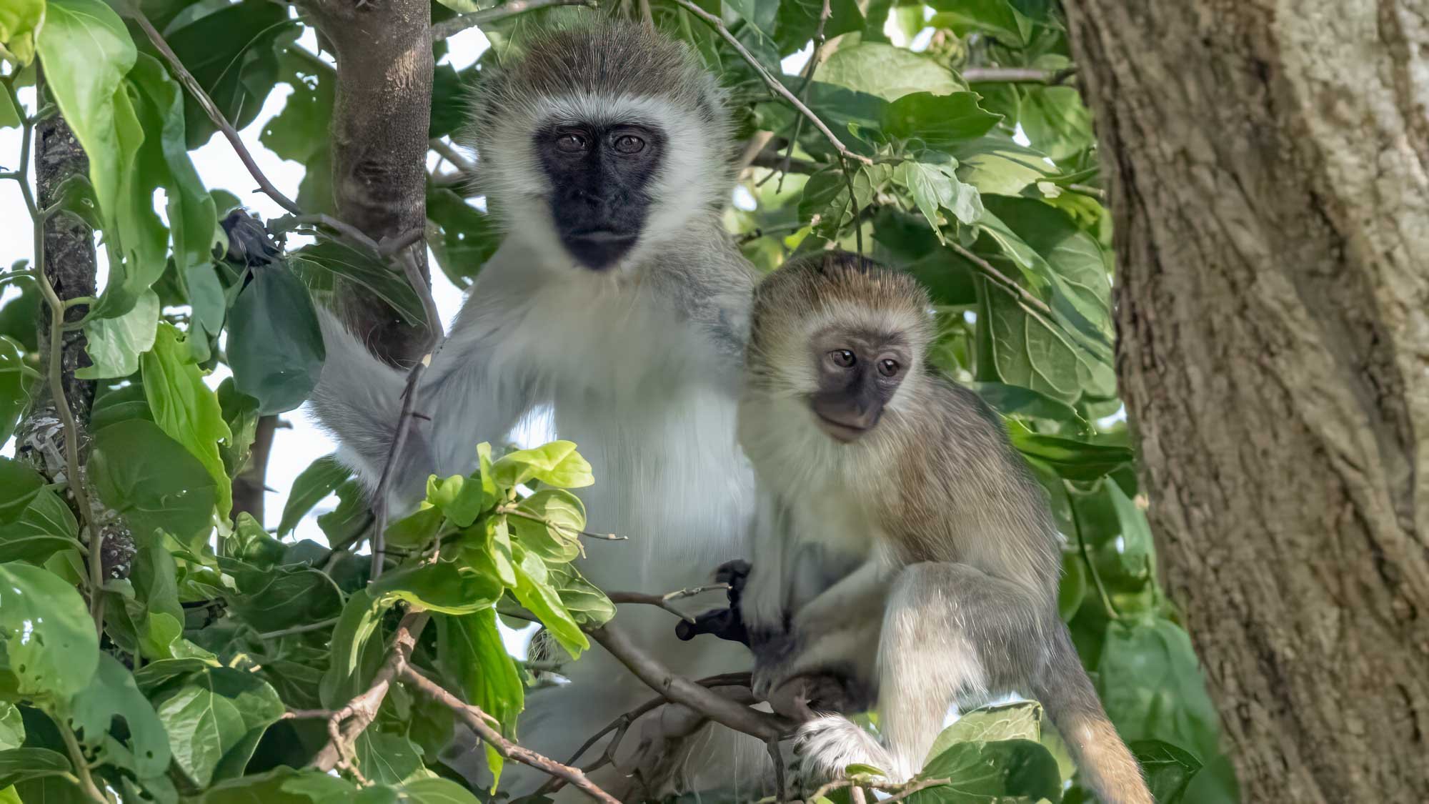 Safari Web Shots-19.jpg