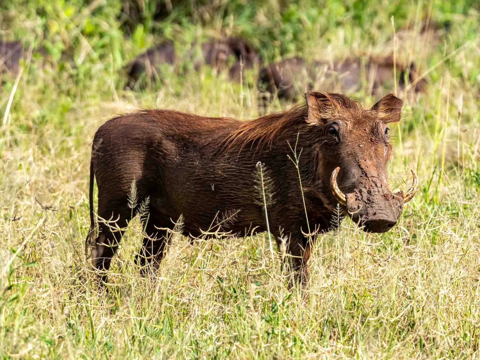 Safari Web Shots-20.jpg