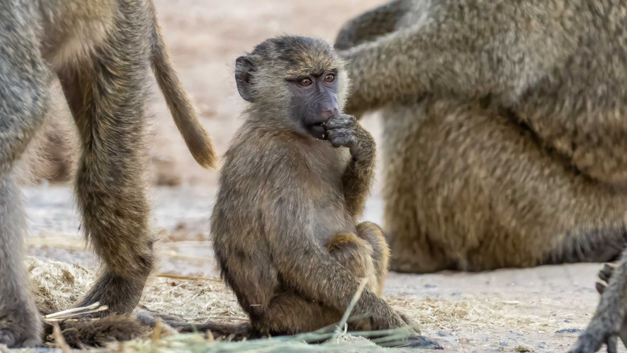 Safari Web Shots-24.jpg