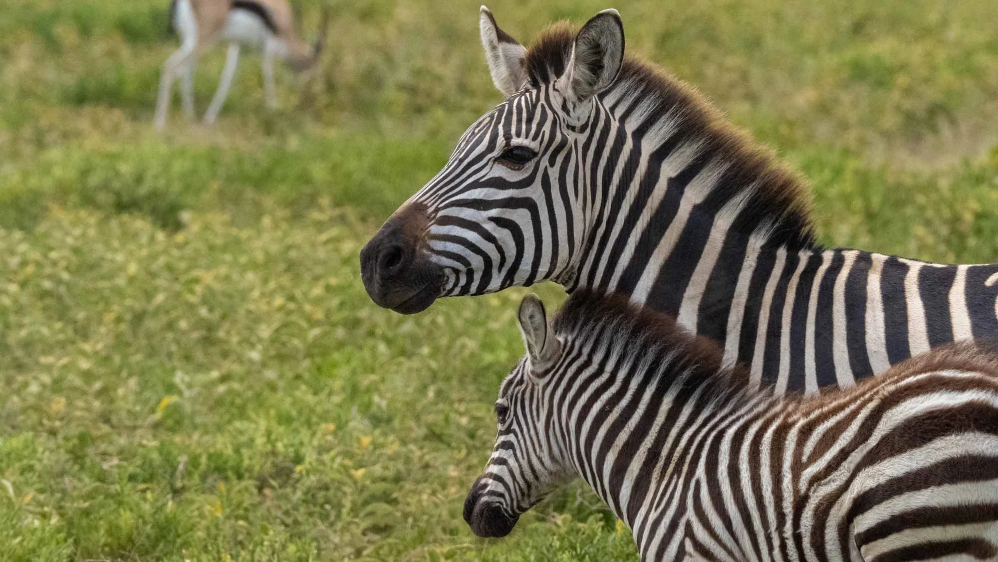 Safari Web Shots-25.jpg