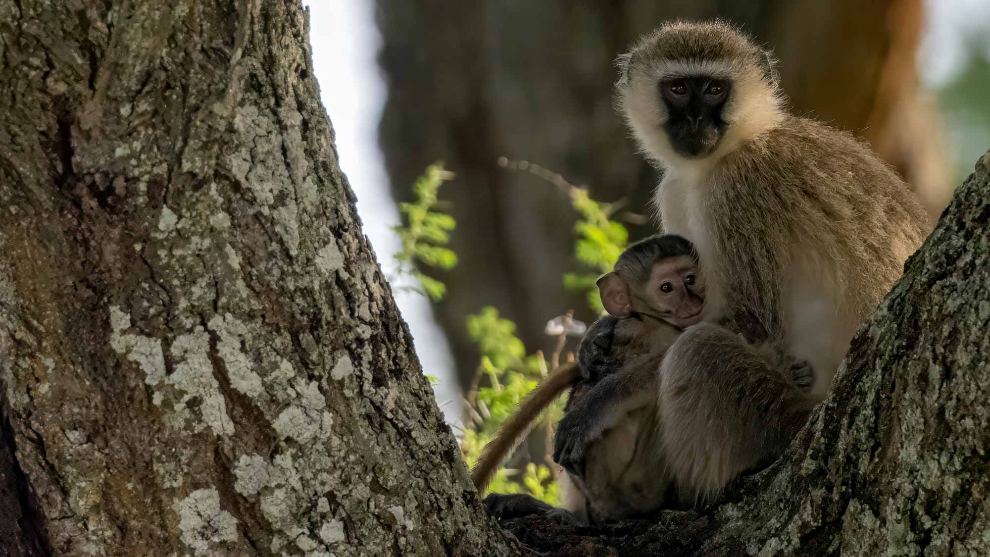 Safari Web Shots-27.jpg