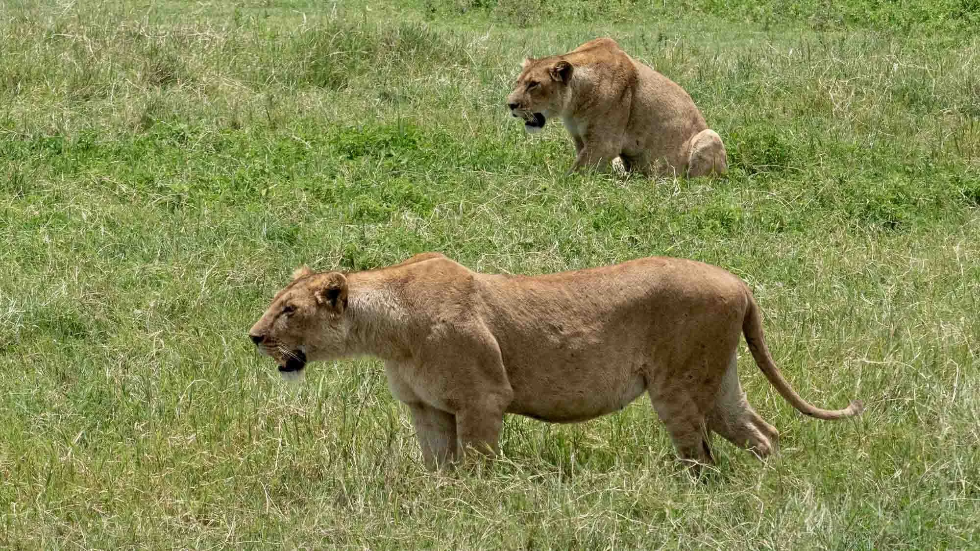 Safari Web Shots-36.jpg