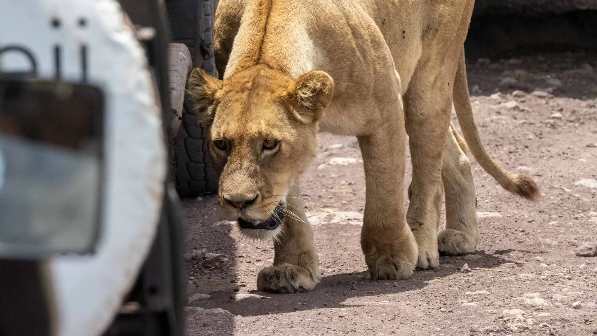 Safari Web Shots-37.jpg