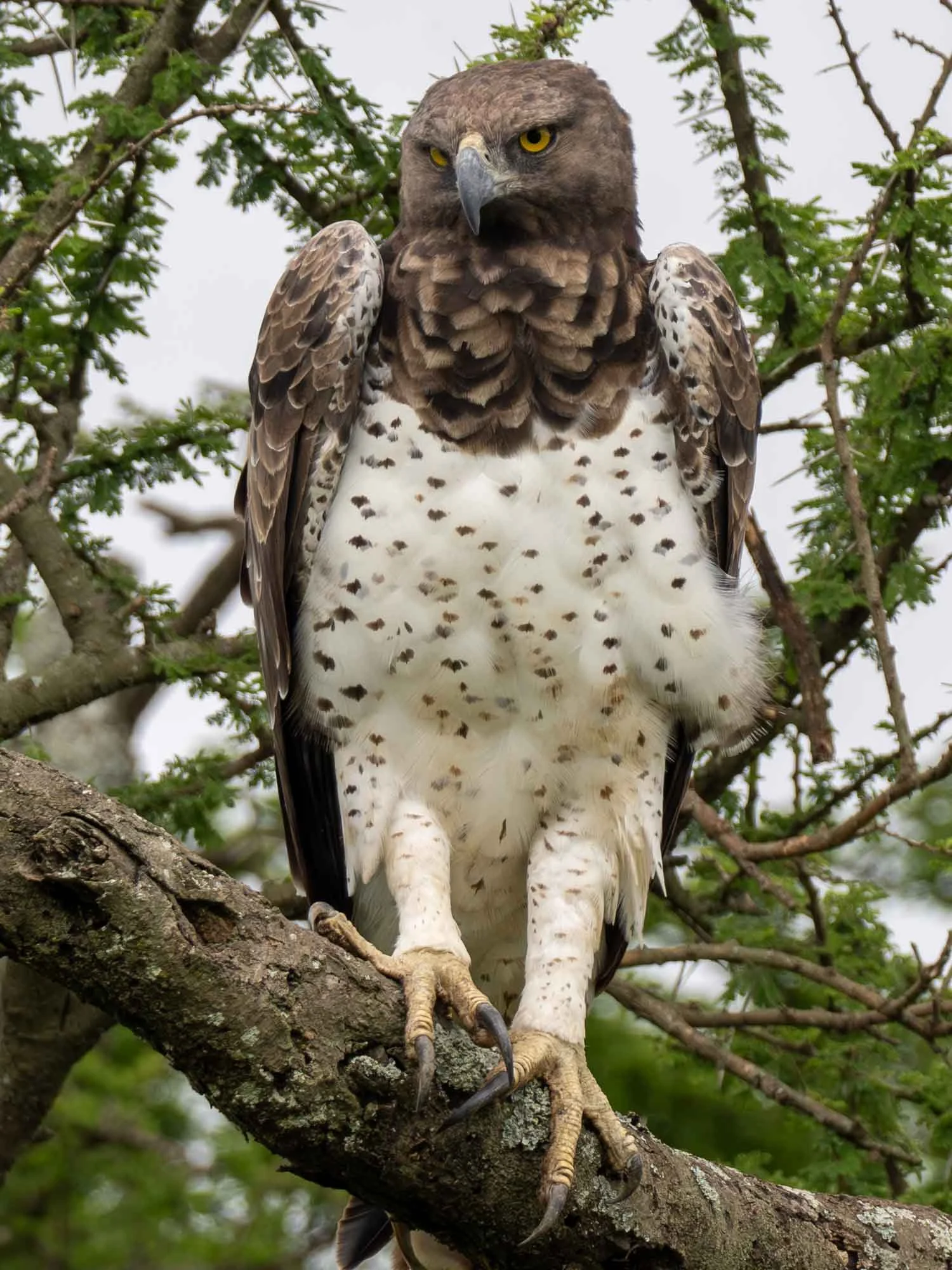 Safari Web Shots-39.jpg