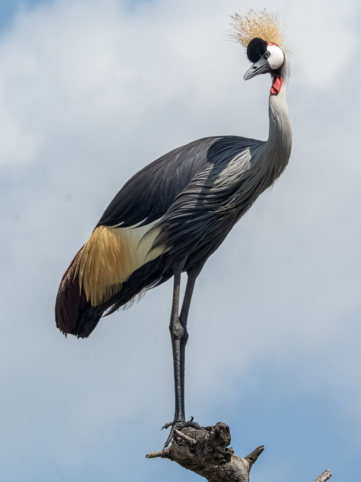 Safari Web Shots-40.jpg