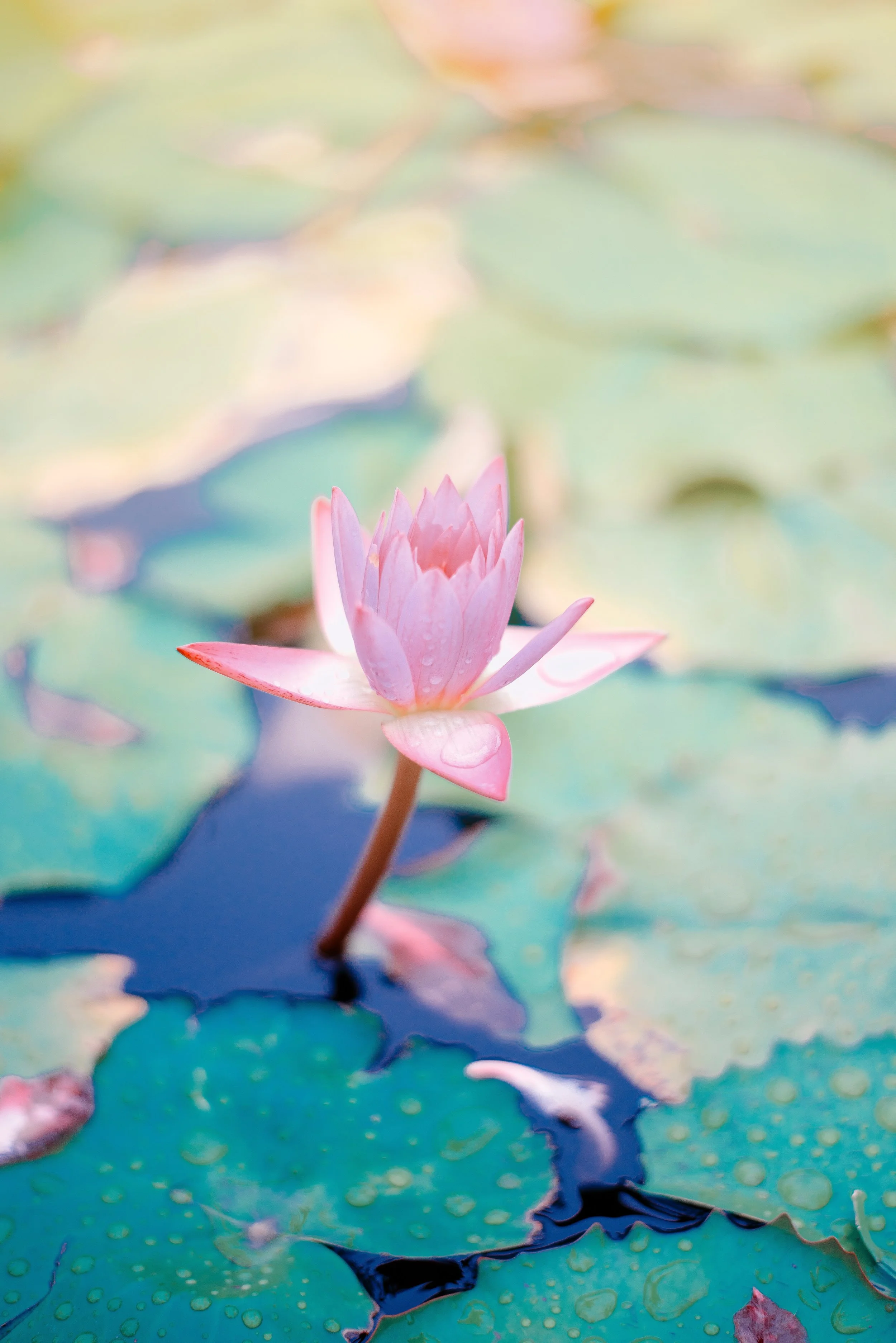 Flower 2.jpg