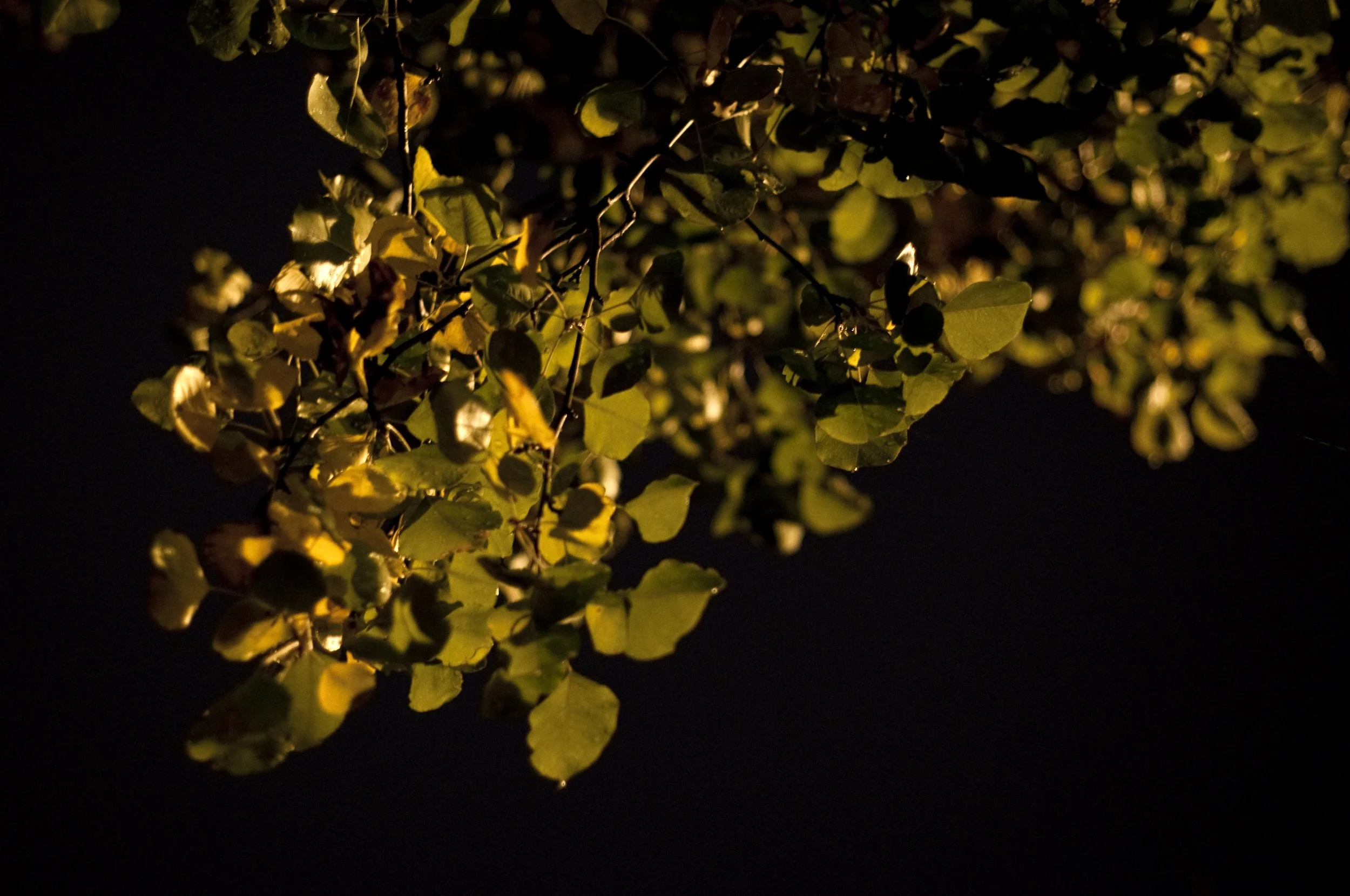 320of365_trees3.jpg