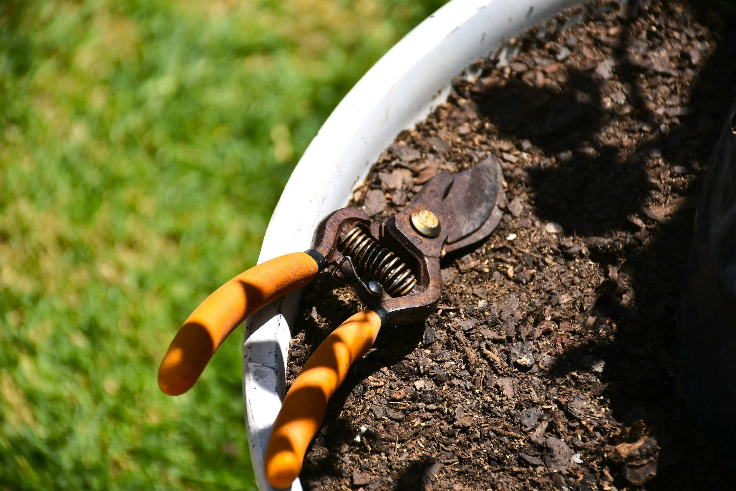Honeysuckle Removal at Perry Park