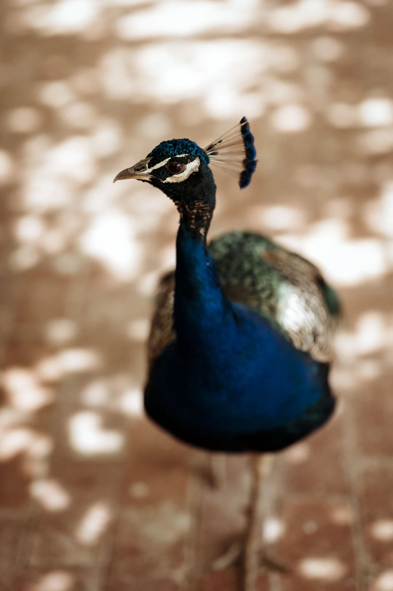 CrazyLittleThingPhotography. GavinvanhaghtPhotography-59.JPG