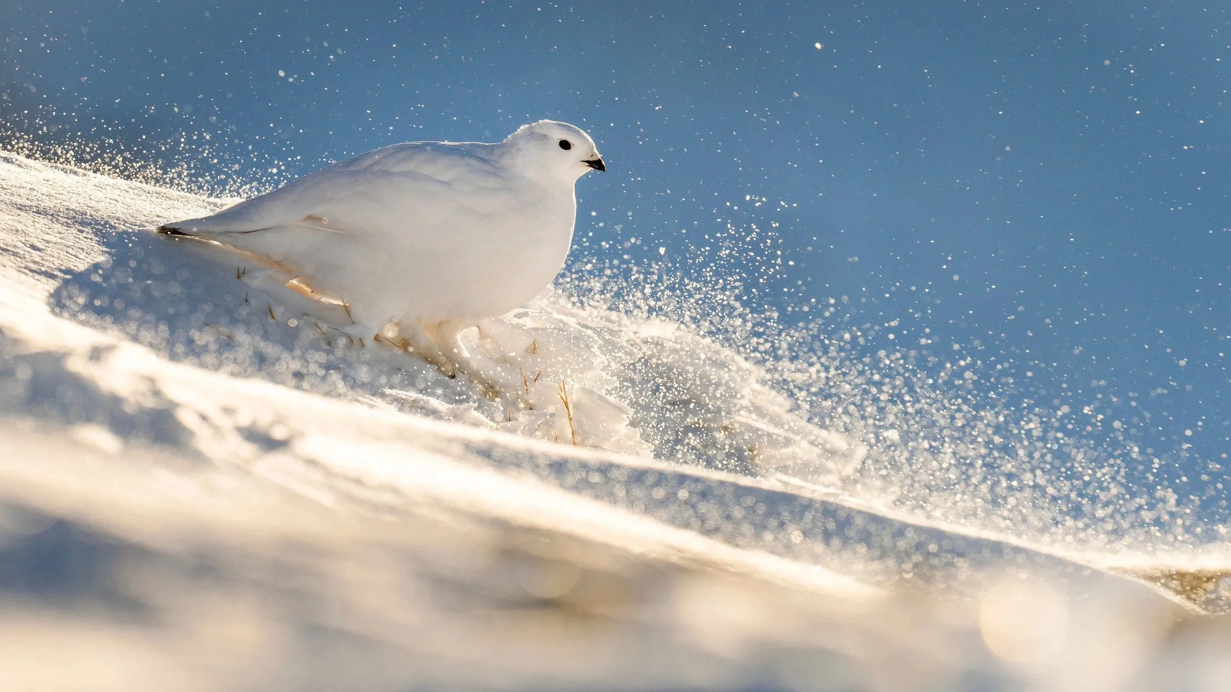 Alpenschneehuhn1_3840px.jpg