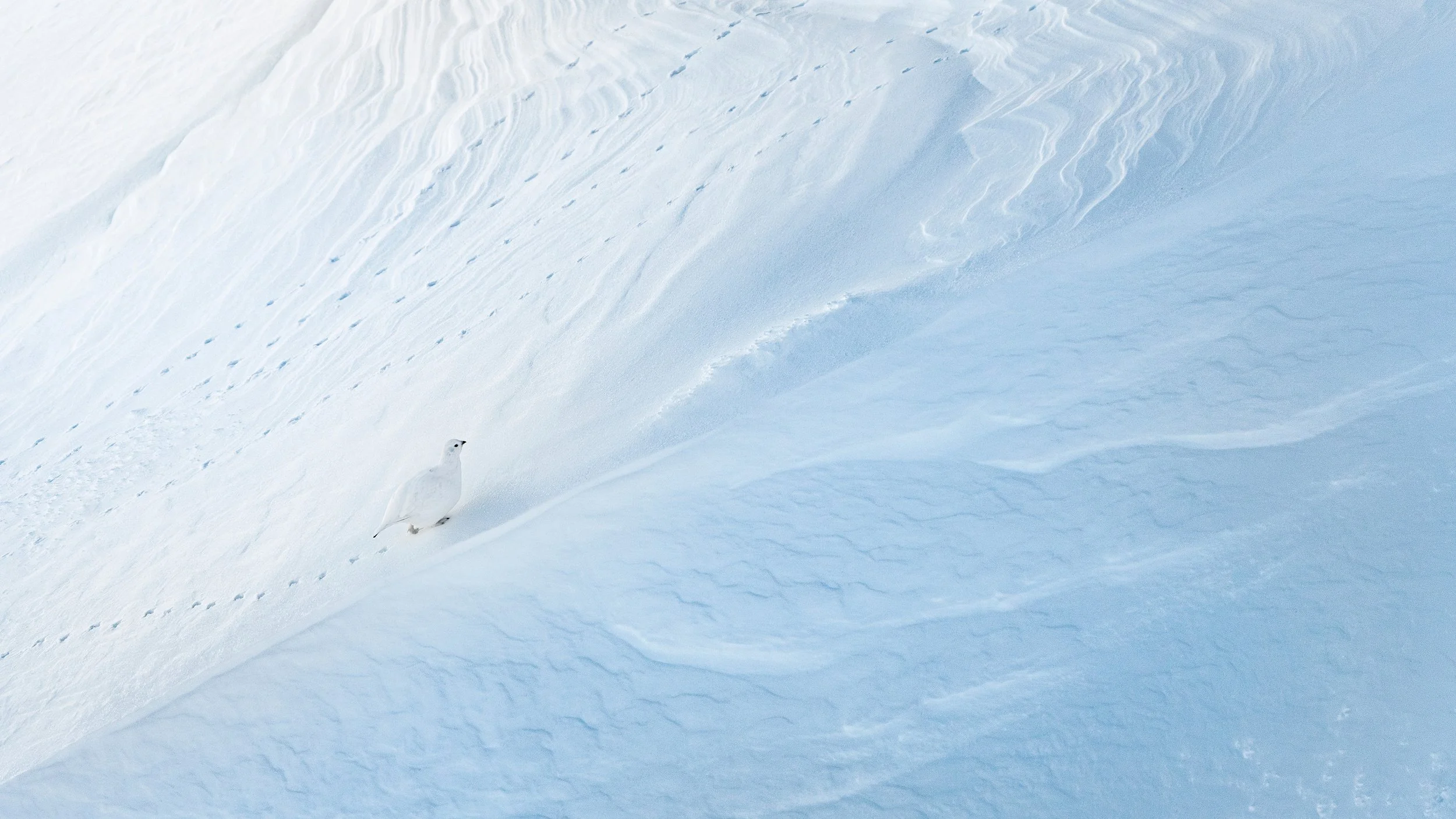 Alpenschneehuhn_3840px.jpg