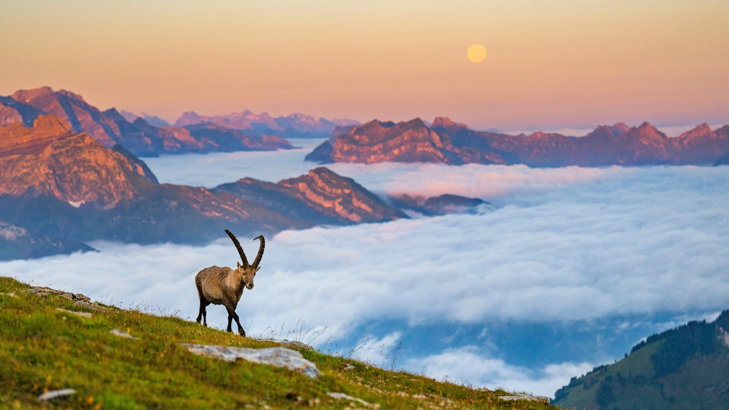 Alpensteinbock1_3840px.jpg