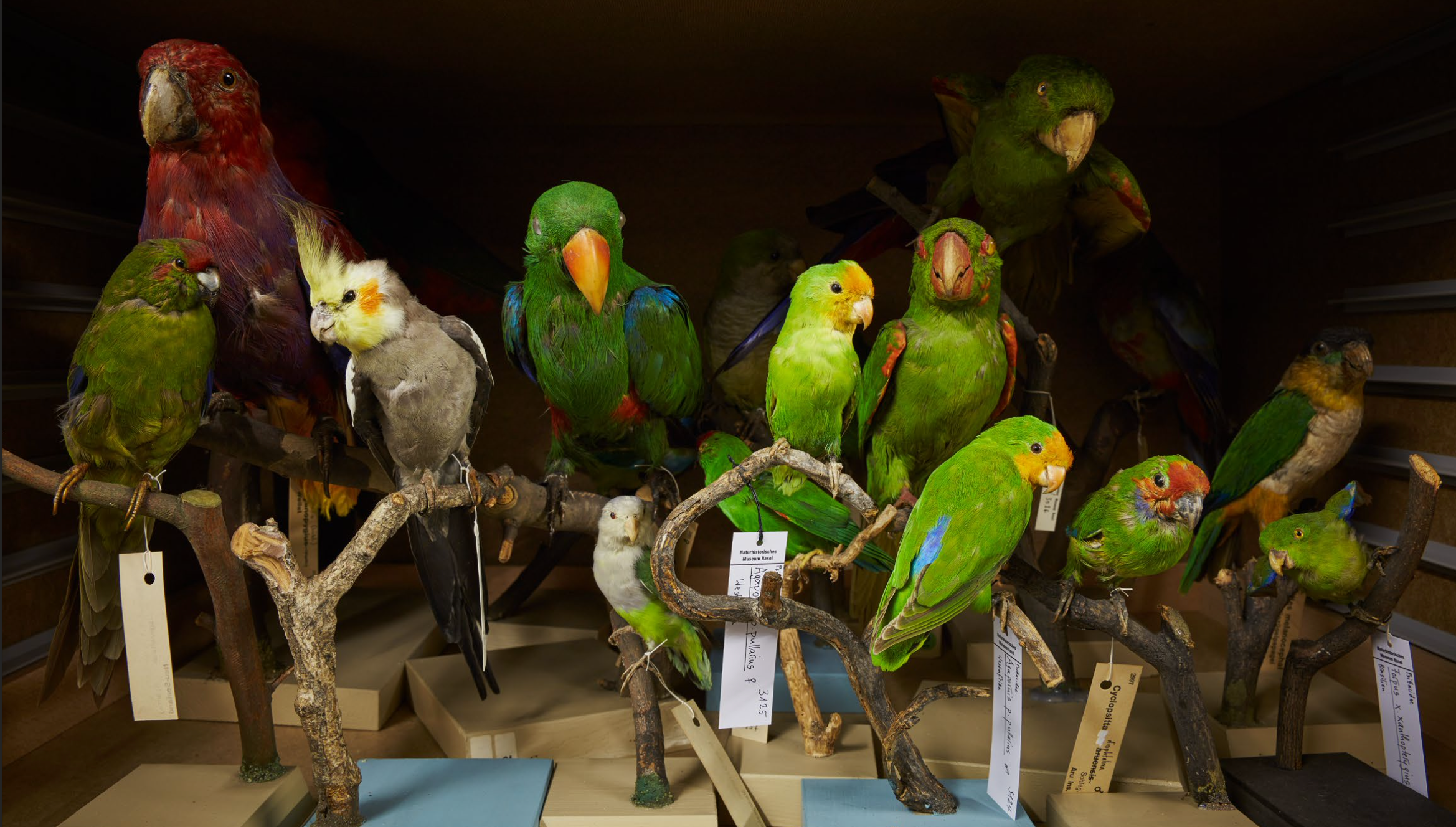 Vogelsammlung.png