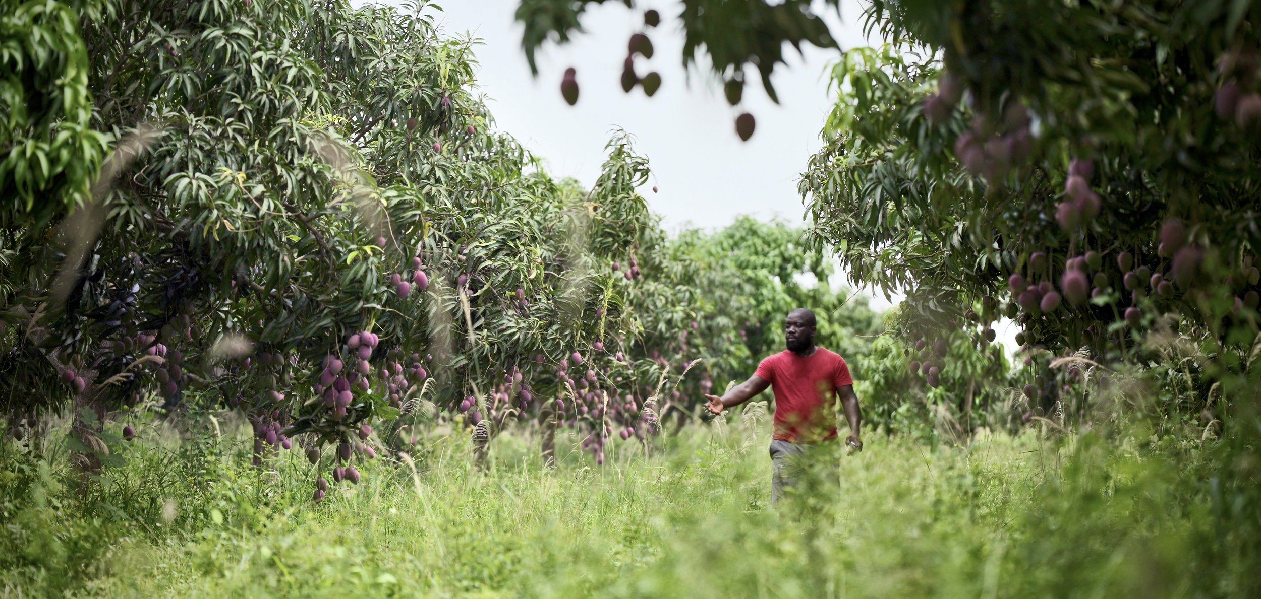 Kweku_Farm 2.jpg