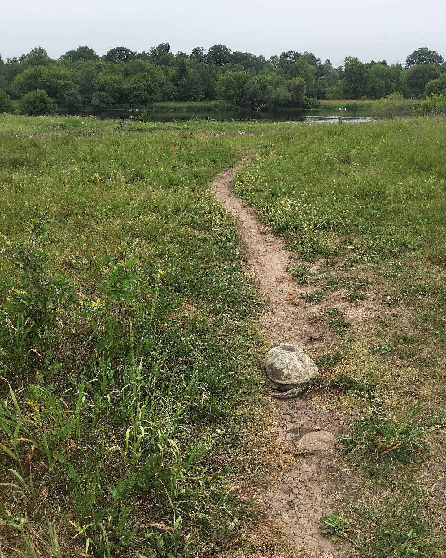 Sunday solo adventure. Met this wise old being on the trail and looked deeply into his eyes. It was beautiful.😍

Later, this guy wearing what sounded like a cowbell ran past me after a swim in the river. No sign of his people. Caught up with him and