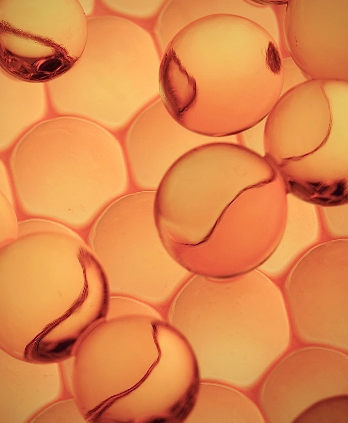 yt_applestemcells_0002.jpg