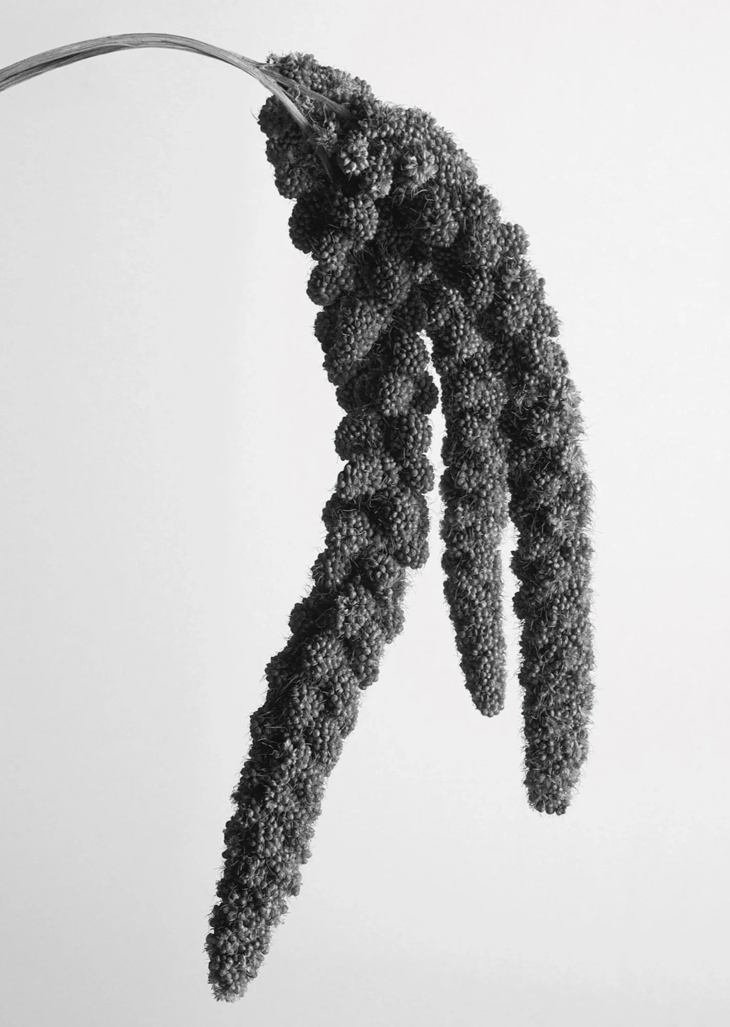 dried plant. beauty. skincare styling. prop stylist. set design. cosmetic styling. cosmetic shoot. cosmetic product shoot. product styling. set dressing. still life. still life styling. still life prop stylist. props. cosmetic still life. texture. co