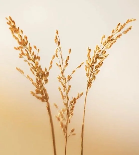 dried plant. beauty. skincare styling. prop stylist. set design. cosmetic styling. cosmetic shoot. cosmetic product shoot. product styling. set dressing. still life. still life styling. still life prop stylist. props. cosmetic still life. texture. co