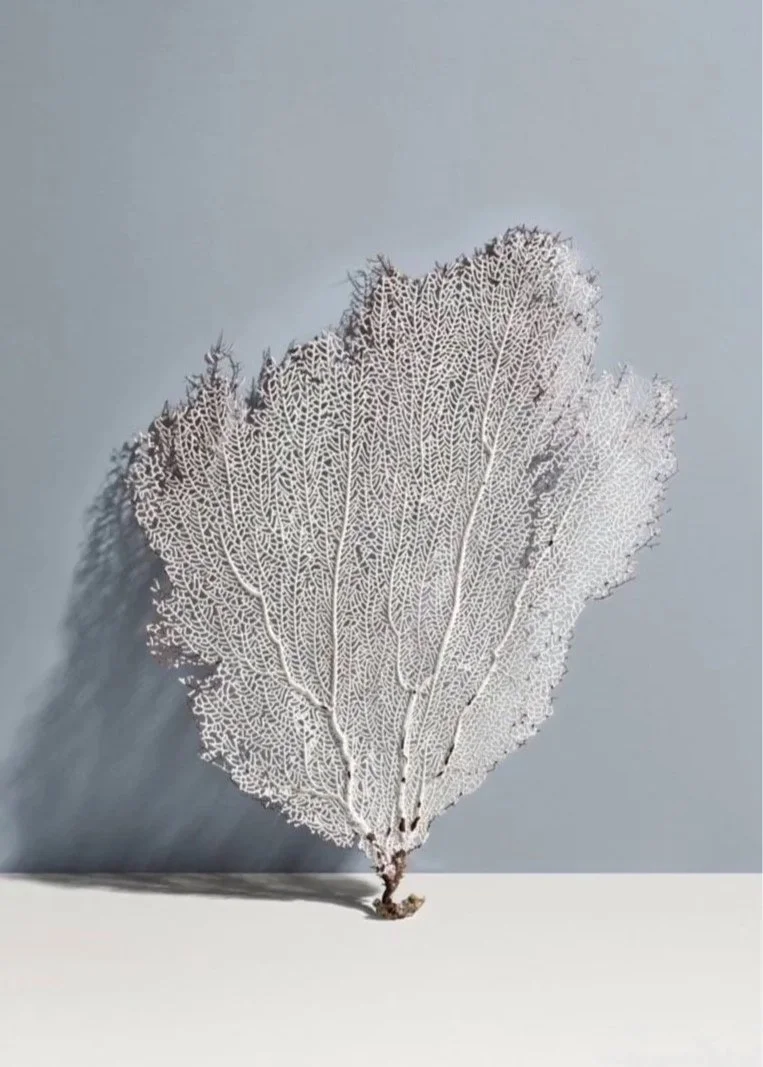 coral styling. coral. dried plant. beauty. skincare styling. prop stylist. set design. cosmetic styling. cosmetic shoot. cosmetic product shoot. product styling. set dressing. still life. still life styling. still life prop stylist. props. cosmetic s