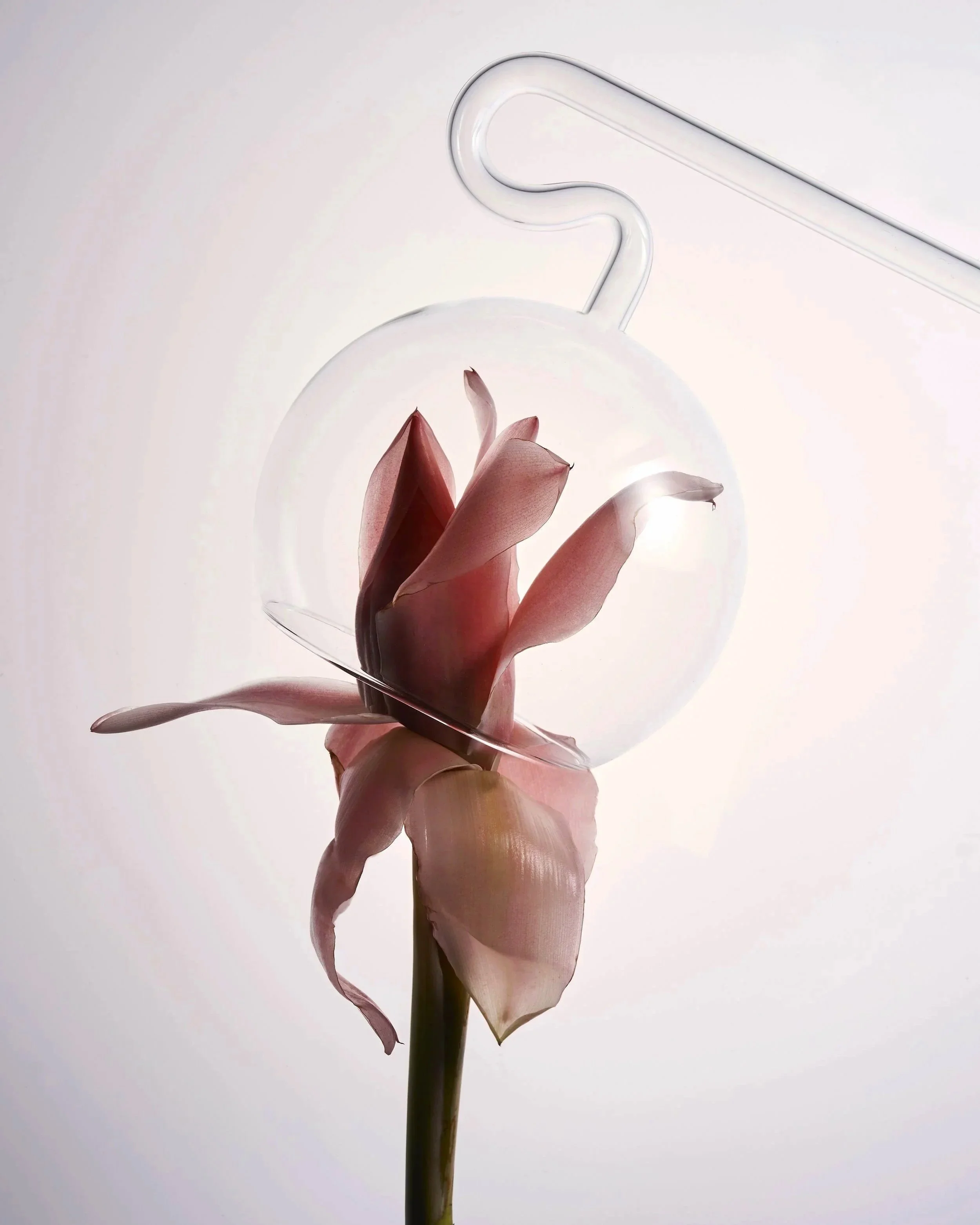 dried plant. beauty. skincare styling. prop stylist. set design. cosmetic styling. cosmetic shoot. cosmetic product shoot. product styling. set dressing. still life. still life styling. still life prop stylist. props. cosmetic still life. texture. co