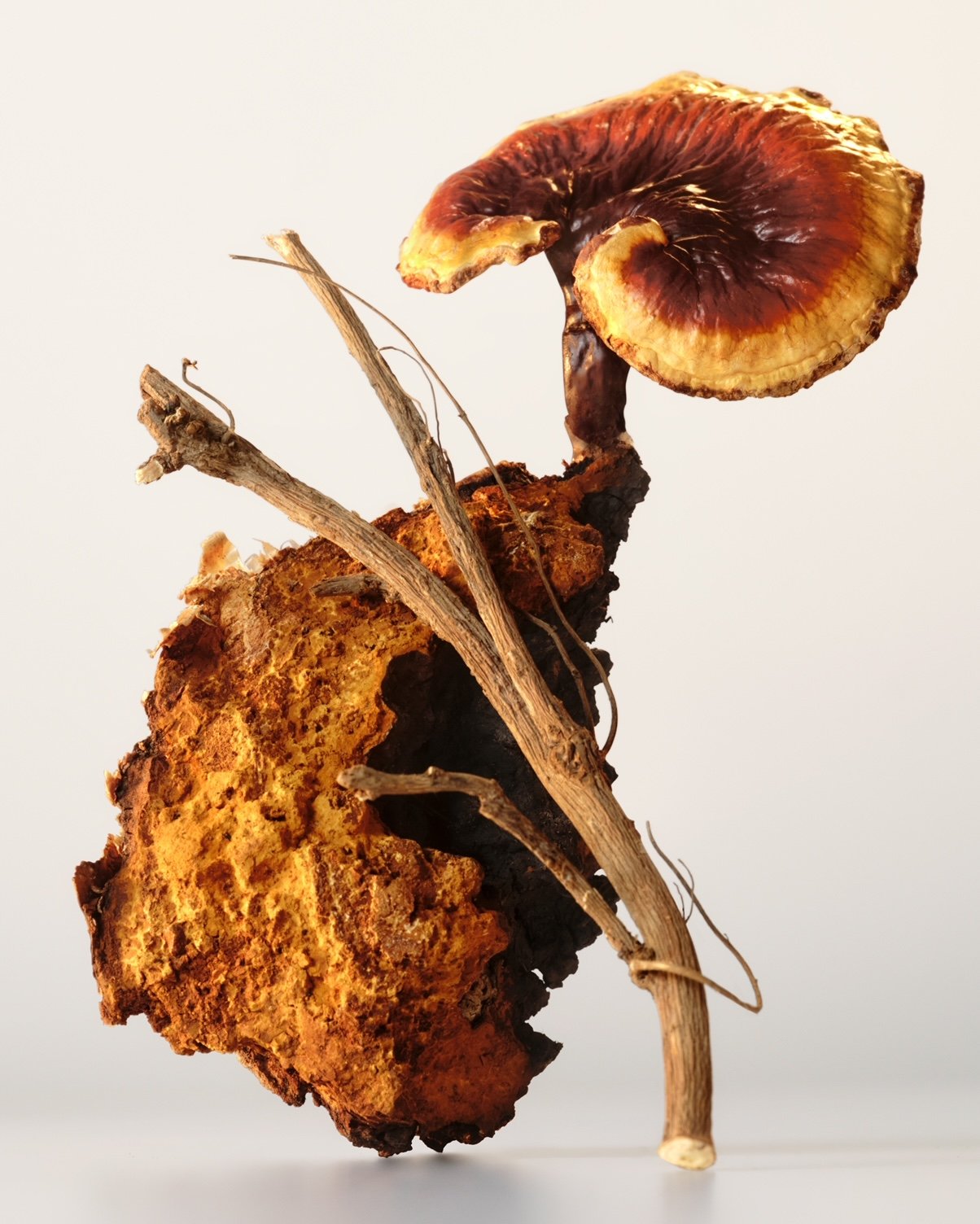 dried plant. beauty. skincare styling. prop stylist. set design. cosmetic styling. cosmetic shoot. cosmetic product shoot. product styling. set dressing. still life. still life styling. still life prop stylist. props. cosmetic still life. texture. co