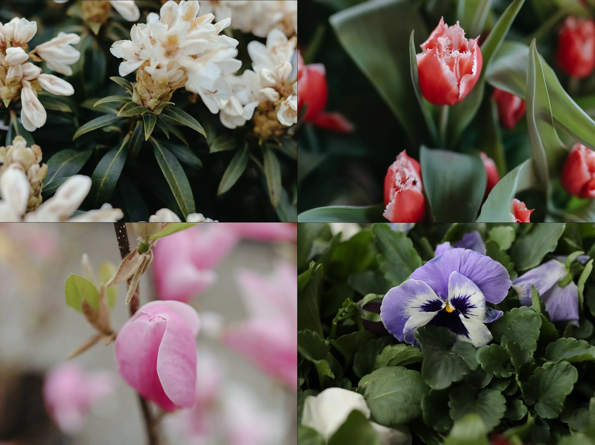 Scotlyn - Girl Name Meaning and Pronunciation visual data 4