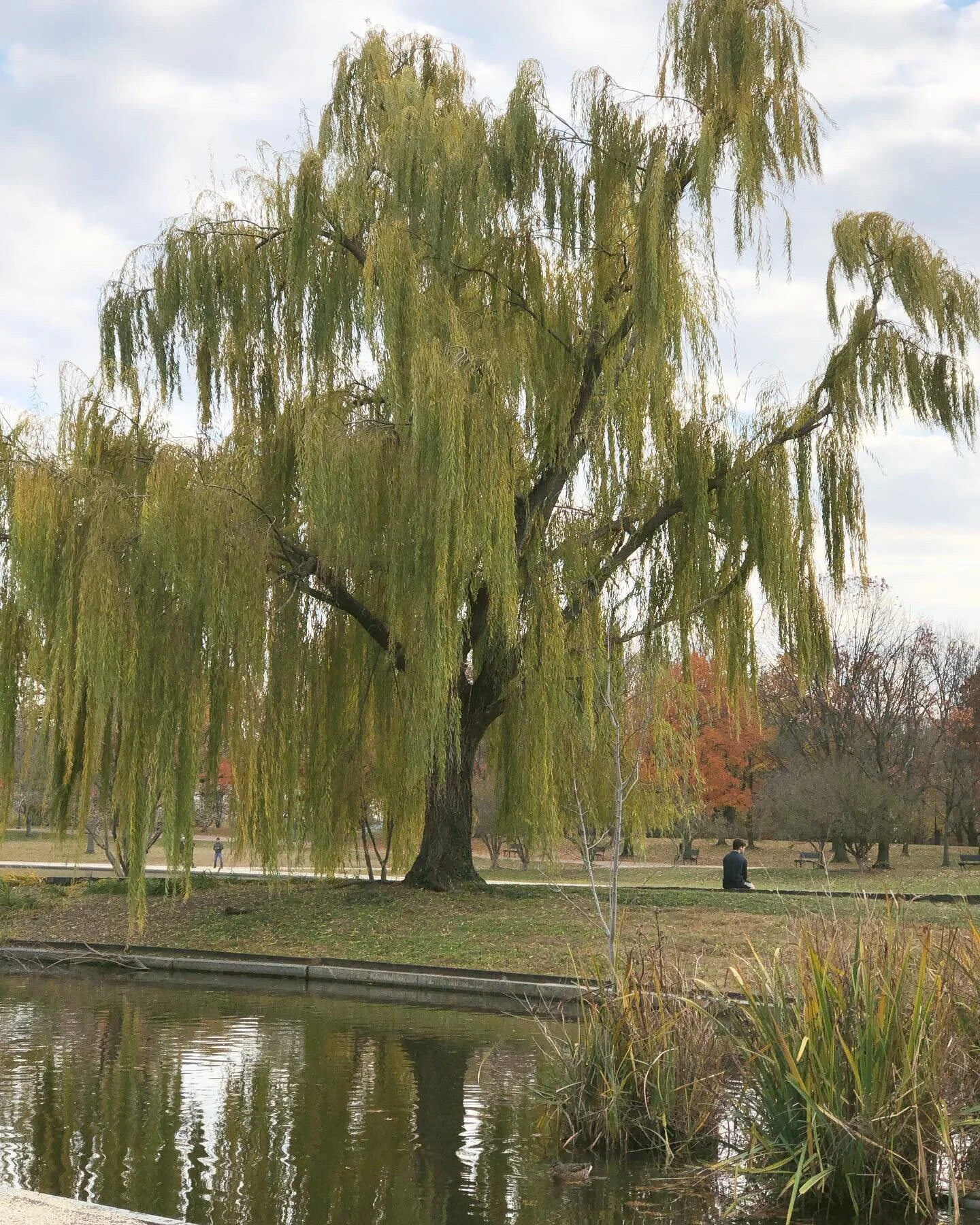 Have you ever seen a tree that didn&rsquo;t look kind ?