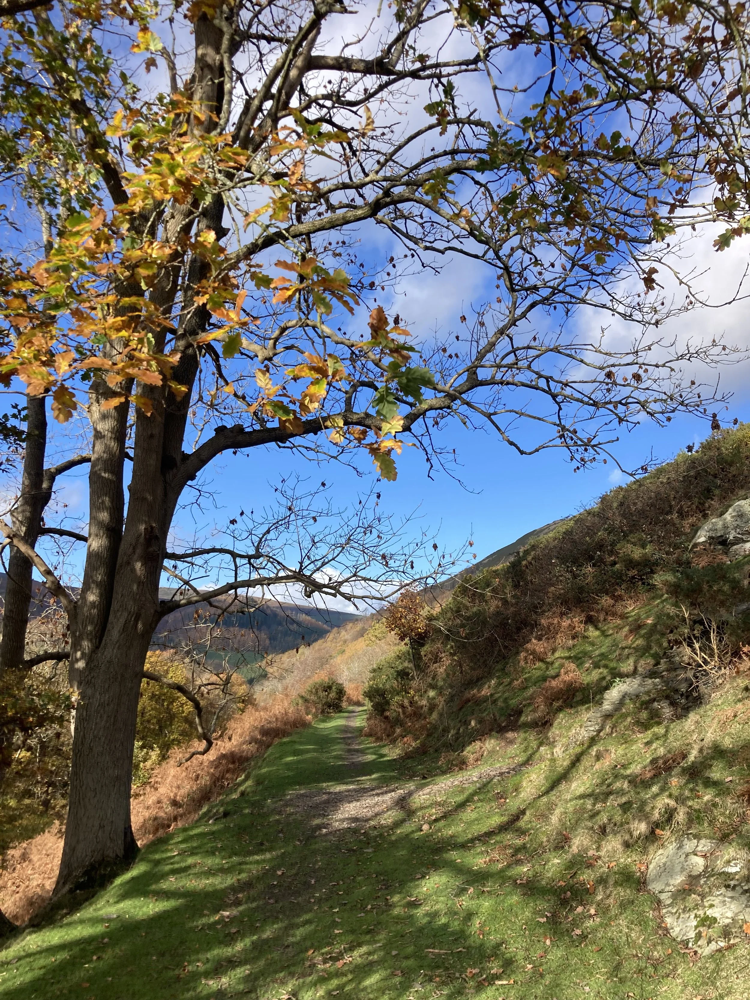 Turning Inwards: An Autumn Journey Through the Koshas