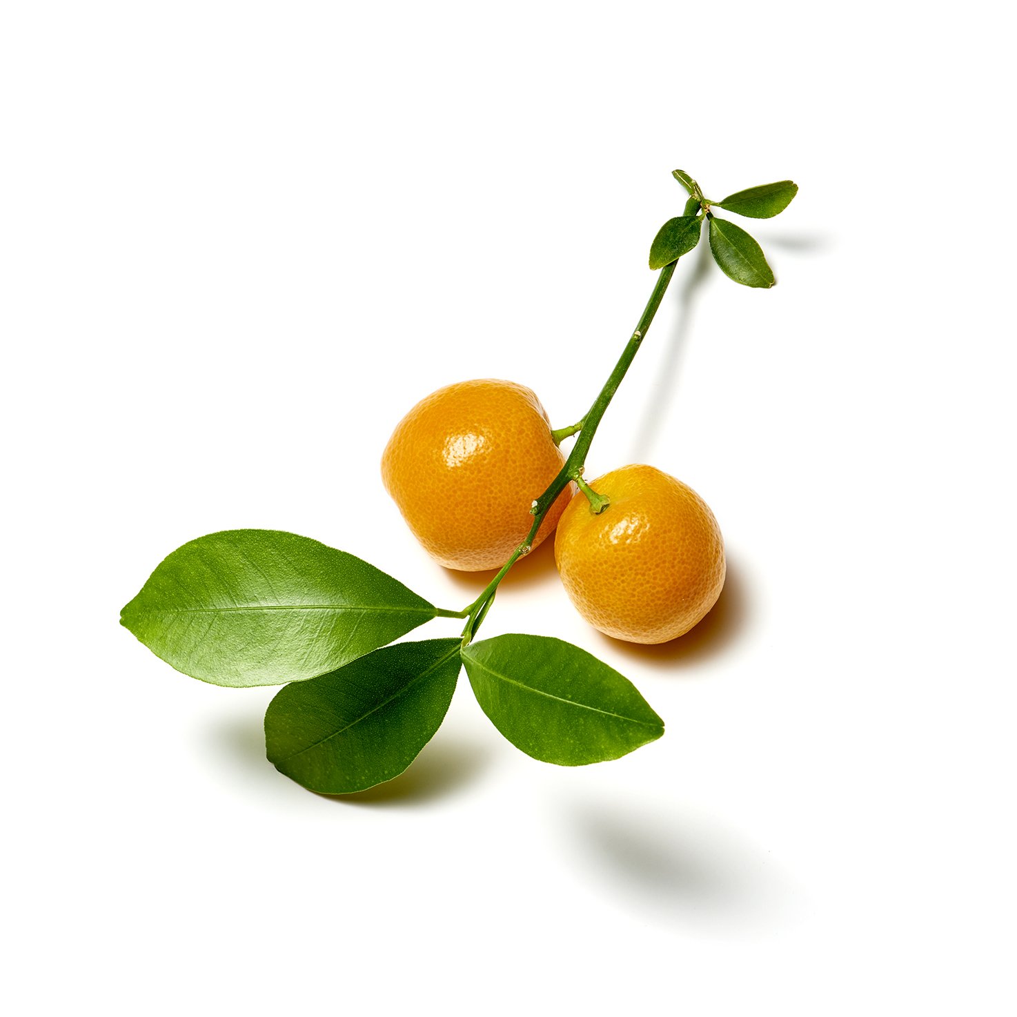 personal project on white - mini citrus branch