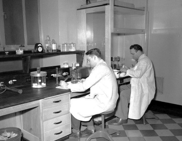 Dr. Julius Youngner, part of the polio vaccine research team, works in one of Pitt’s labs. Courtesy of University Library Systems 