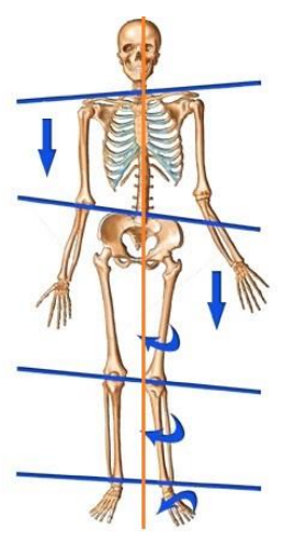 back skeleton.png