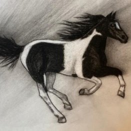 Marty’s artwork:  Paint Horse in Charcoal