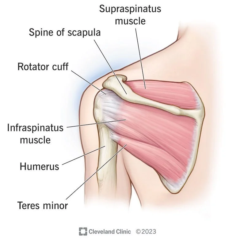 Concepts of Shoulder Self Management for the Polio Survivor — Polio Network