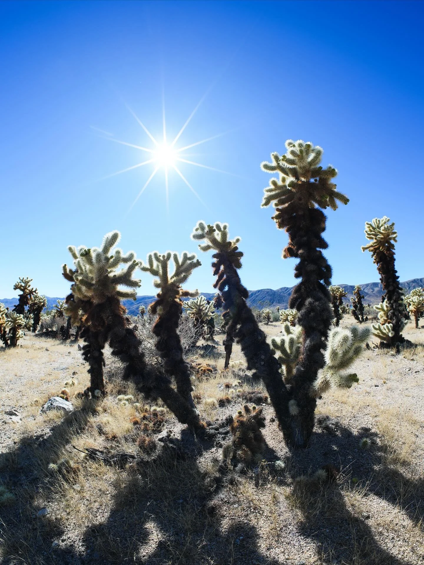 Cholla Cactus - Joshua Tree National Park

California - Fall 2025