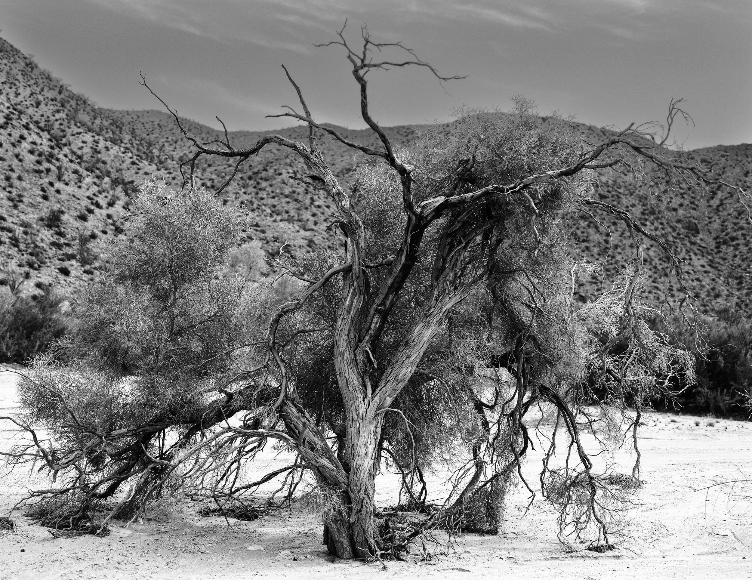 tree 1.jpeg
