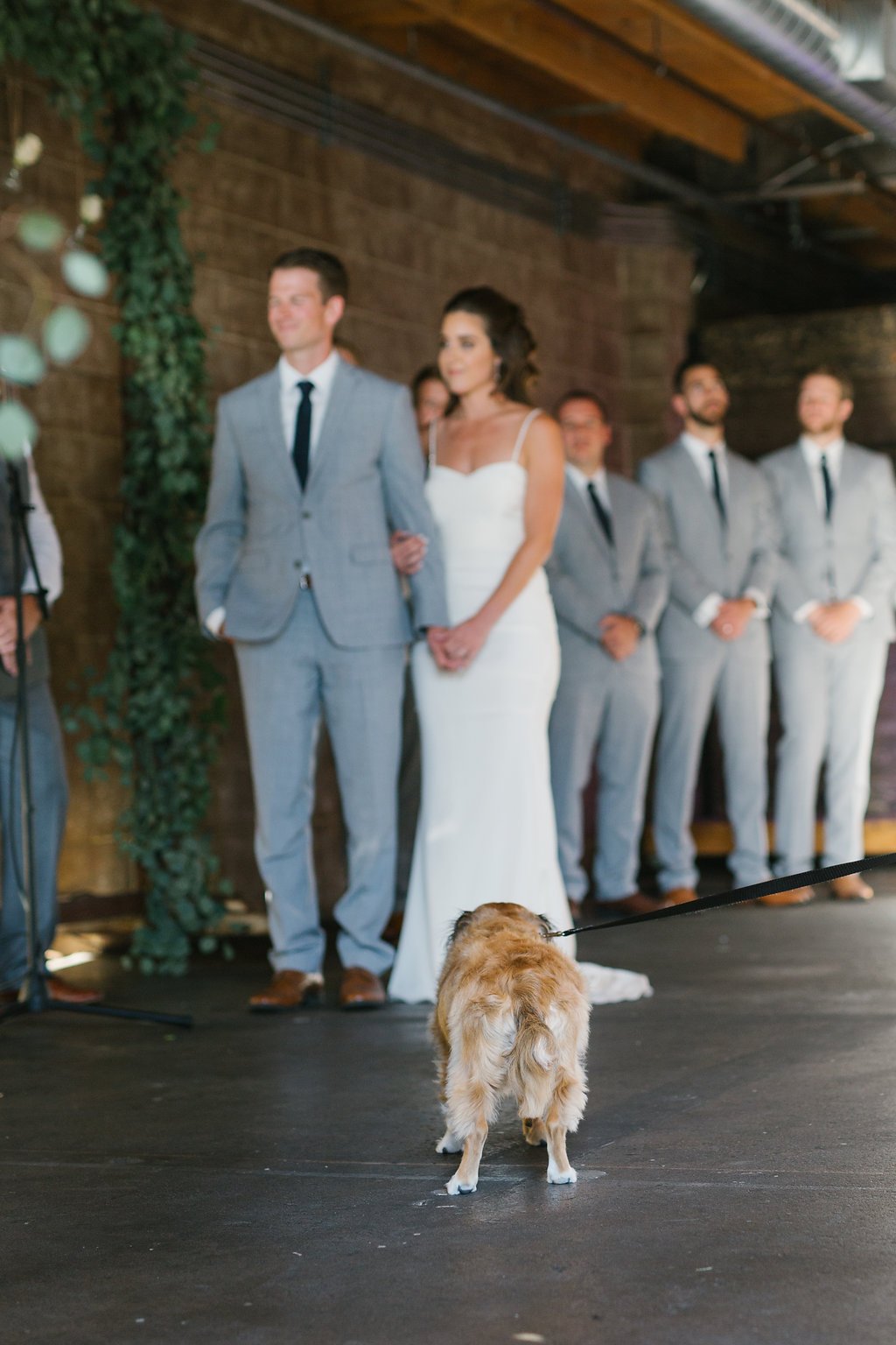 wedding puppy.jpg